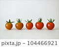 採りたて新鮮勢ぞろいミニトマト 104466921