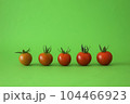 採りたて新鮮勢ぞろいミニトマト 104466923