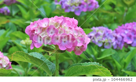 アジサイの花（動画あり） 104466962