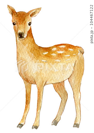 水彩イラスト 鹿 動物のイラスト素材 [104467122] - PIXTA
