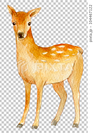 水彩插圖鹿動物 水彩插圖鹿動物 104467122