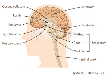 brain、cerebrum、cerebellum、midbrain、pons、medulla 104467874