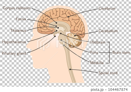 brain, cerebrum, cerebellum, midbrain, pons, medulla 104467874