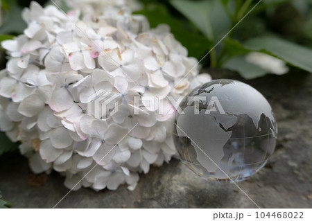 透明な地球儀と白い花（アジサイ） グローバルなテーマに関連したイメージ 104468022