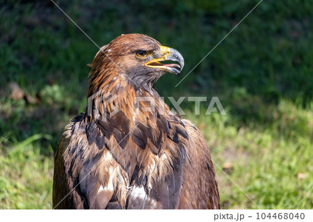 The portrait of The Golden Eagle (Aquila chrysaetos) on a green background 104468040