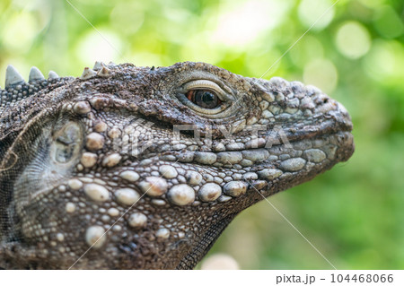 The portrait of the Cuban rock iguana (Cyclura nubila), also known as the Cuban ground iguana. The portrait of the Cuban rock iguana (Cyclura nubila), also known as the Cuban ground iguana. 104468066