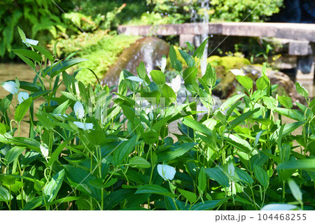三宅八幡宮（京都市左京区上高野） 104468255