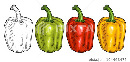 Whole red, green, yellow sweet bell peppers. Vintage engraving vector illustration. Whole red, green, yellow sweet bell peppers. Vintage engraving vector illustration. 104468475