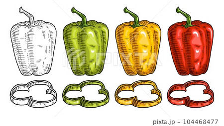 Whole and slice red, green, yellow sweet bell peppers. Vintage engraving vector illustration. Whole and slice red, green, yellow sweet bell peppers. Vintage engraving vector illustration. 104468477