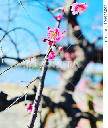 公園に咲いている梅の花 104468896