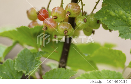 Berries of unripe blackcurrant and green leaves. Unripe currant Ribes rubrum. Berries of unripe blackcurrant and green leaves. Unripe currant Ribes rubrum. 104469152