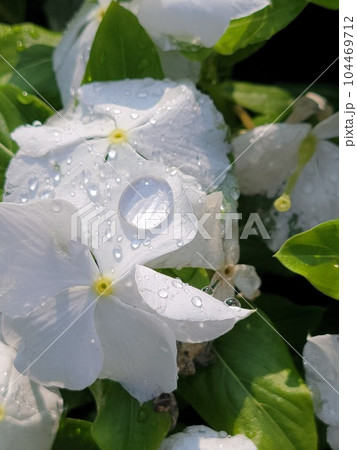 雨上がりの白い花と雫 雨上がりの白い花と雫 104469712