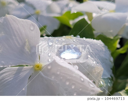 白い花に輝く雫 104469713