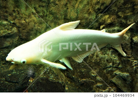 アルビノカイヤン カイヤン アルビノ アルビノカイヤン カイヤン アルビノ 104469934