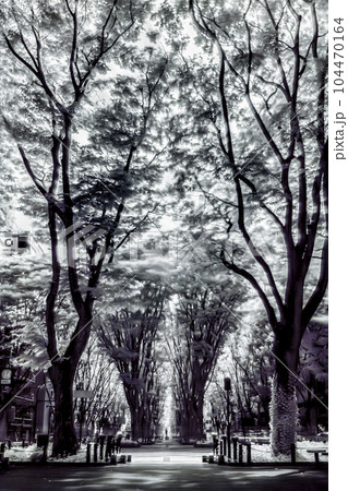 仙台定禅寺通り_2023年_赤外線写真 104470164