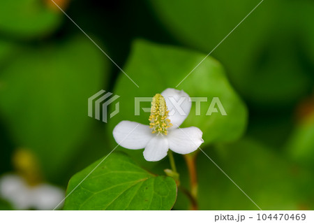 ドクダミ 104470469