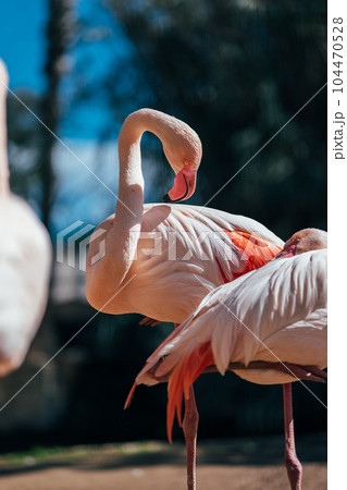 Pink Flamingo Wading in a parc with Majestic Beak Pink Flamingo Wading in a parc with Majestic Beak 104470528
