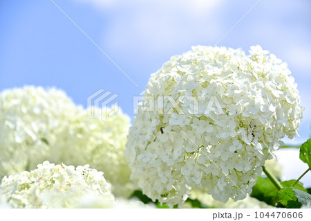 アナベル 104470606