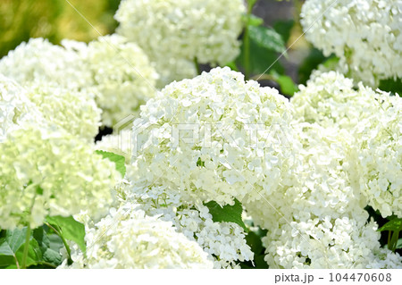 アナベル アナベル 104470608