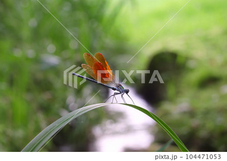 二ホンカワトンボのオス 104471053