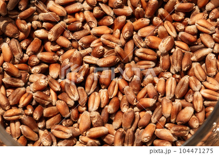 Wheat grain as background texture 104471275