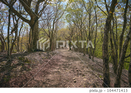 登山道 104471413