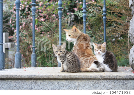 猫の親子 2 猫の親子 2 104471958