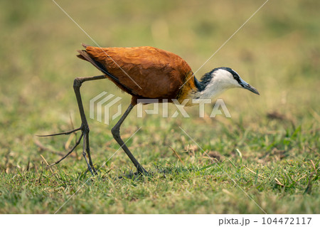 African jacana crosses grassy floodplain bending low African jacana crosses grassy floodplain bending low 104472117