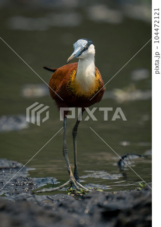 African jacana wades through river towards camera African jacana wades through river towards camera 104472121