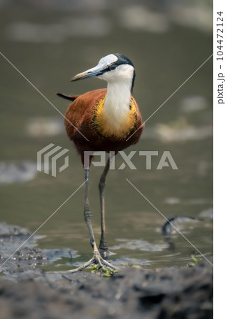 African jacana wades through shallows turning head 104472124