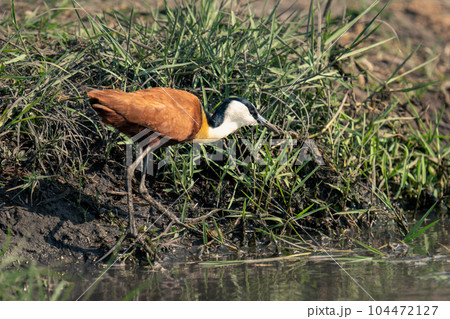 African jacana walks along riverbank in sunshine 104472127