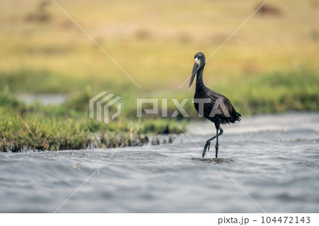 African openbill stands in shallows lifting foot 104472143