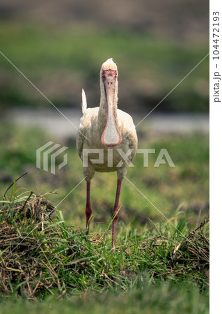 African spoonbill stands facing camera in grass African spoonbill stands facing camera in grass 104472193