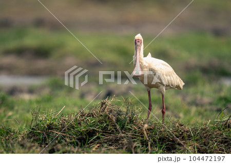 African spoonbill stands turning head to camera African spoonbill stands turning head to camera 104472197
