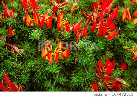 Red flowers of Parrot Beak endemic of Canary Island 104472619