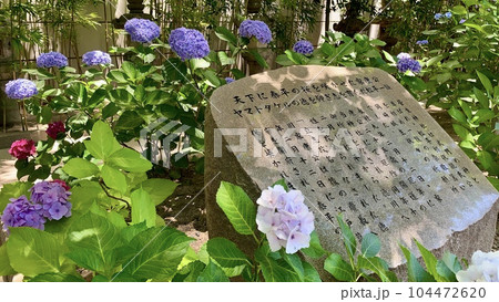 石碑を囲む満開の紫陽花〈菅生神社/愛知県岡崎市〉 石碑を囲む満開の紫陽花〈菅生神社/愛知県岡崎市〉 104472620