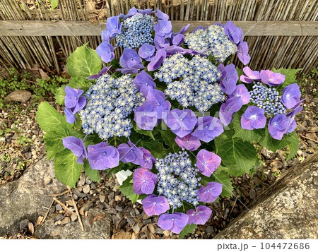 満開の額紫陽花〈形原温泉あじさいの里「日本のあじさい展」/愛知県蒲郡市〉 104472686