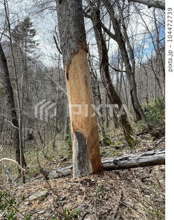 シカによる樹木剥皮 シカによる樹木剥皮 104472739
