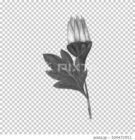 Black and White Chrysanthemum with Leaves Isolated on White Background. Chrysanthemum Flower Element Drawn by Pencil. Black and White Chrysanthemum with Leaves Isolated on White Background. Chrysanthemum Flower Element Drawn by Pencil. 104472951
