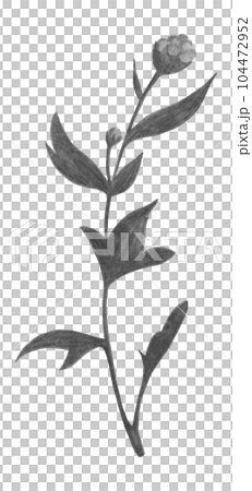 Black and White Chrysanthemum Bud with Leaves Isolated on White Background. Chrysanthemum Flower Element Drawn by Pencil. Black and White Chrysanthemum Bud with Leaves Isolated on White Background. Chrysanthemum Flower Element Drawn by Pencil. 104472952