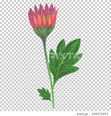 Red Chrysanthemum with Green Leaves Isolated on White Background. Chrysanthemum Flower Element Drawn by Color Pencil. Red Chrysanthemum with Green Leaves Isolated on White Background. Chrysanthemum Flower Element Drawn by Color Pencil. 104472953