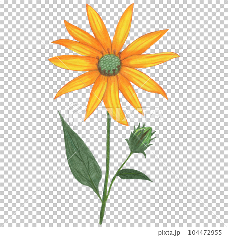 Yellow Topinambur with Green Leaves Isolated on White Background. Jerusalem Artichoke Flower Element Drawn by Colored Pencil. Yellow Topinambur with Green Leaves Isolated on White Background. Jerusalem Artichoke Flower Element Drawn by Colored Pencil. 104472955