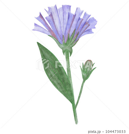 Blue Flowers with Green Leaves Isolated on White Background. Blue Flower Element Drawn by Colored Pencil. 104473033