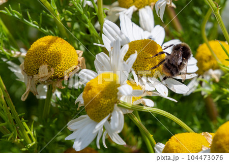 A fluffy bumblebee collects honey from a white chamomile flower in summer. Insect, bumblebee on white daisy flower. A fluffy bumblebee collects honey from a white chamomile flower in summer. Insect, bumblebee on white daisy flower. 104473076