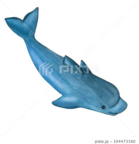 Watercolor illustration cute dedolphin, hand drawn on an isolated white background for kids print and invitation cards 104473380