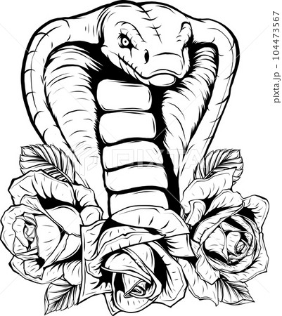 vector illustration of Cobra head in outline 104473567