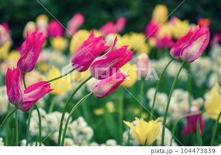Red and white tulip flowers 104473839