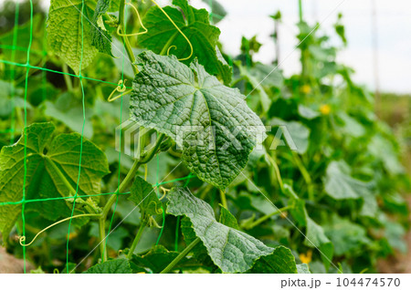 A garden bed with young fresh cucumbers. 104474570