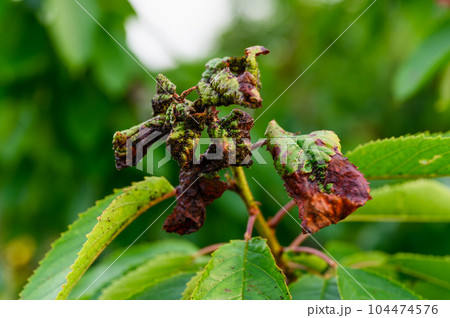 Cherry tree leaves infested with aphids. Close-up. Cherry tree leaves infested with aphids. Close-up. 104474576