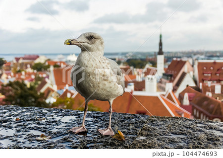 Seagull in front of old town Tallinn, Estonia 104474693